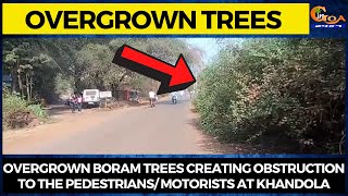 Overgrown boram trees creating obstruction to the pedestrians/ motorists at Khandola.