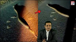 Shaam Ke Waqt Nikal Rahe Hai Zehreelay Saanp | Viral Video |@SachNews