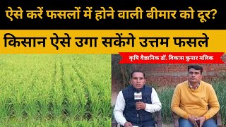 UP Kisan News| ऐसे करें फसलों में होने वाली बीमार को दूर? | कृषि वैज्ञानिक डॉ. विकास कुमार मलिक |