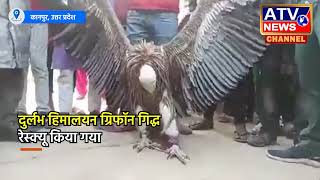 ????LIVE : एक पक्षी कानपुर के बेनाझाबर में पाया गया है। जिसे लोग रामायण काल ​​से जोड़ रहे हैं #ATVNews