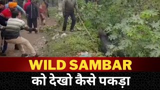 wild sambar spotted in Goraya - Tv24 Punjab News