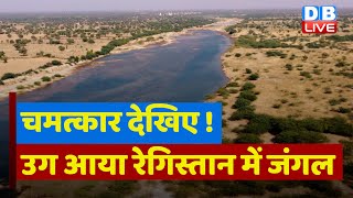 रेतीले जोधपुर में जंगल उगाने की कोशिश | Afforesting Maruvan Jungle in Jodhpur desert using Miyawaki
