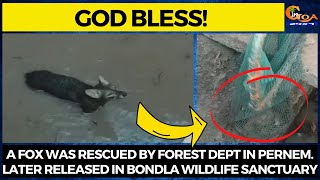 #GodBless! A fox was rescued by forest Dept in Pernem. Later released in Bondla Wildlife Sanctuary