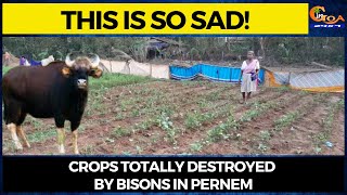 This is so sad! Crops totally destroyed by bisons in Pernem