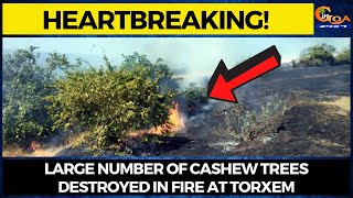 #HeartBreaking! Large number of cashew trees destroyed in fire at Torxem
