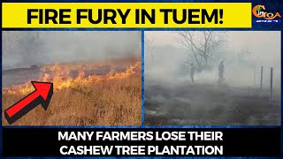Fire fury in Tuem! Many farmers lose their cashew tree plantation