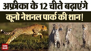 'Kuno National Park' में South Africa से आएंगे 12 चीते | Cheetah In India | Madhya Pradesh