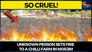 So cruel! Unknown person sets fire to a chilli farm in Morjim