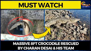 #MustWatch- Massive 8ft crocodile rescued by Charan Desai & his team