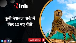 Cheetah Project: Kuno National Park में चीतों को मिलेंगे 12 नए साथी,CM Shivraj चीतों को करेंगे रिलीज
