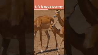 जीवन एक यात्रा नही है | Sakshi Shree | Shorts #spirituality #wisdom #meditation