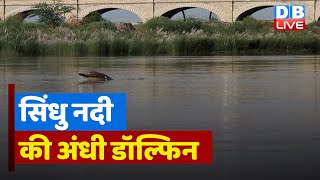 सिंधु नदी की अंधी डॉल्फिन खतरे में | Saving Indus River dolphins | #EcoIndia | #dblive | India News