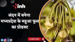 Mahua Flowers: महुआ के फूलों से मिलेगी Madhya Pradesh को पहचान | विदेशों में बनेगा महुआ का प्रोडक्ट