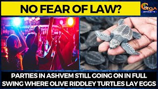 No fear of law? Parties in Ashvem still going on in full swing where Olive Riddley turtles lay eggs