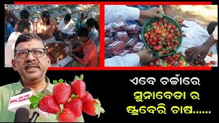 ଷ୍ଟ୍ରବେରି ଚାଷ କରି ଲକ୍ଷାଧିକ ଟଙ୍କା ରୋଜଗାର | Strawberry Farming In Odisha | Nuapada | PPL Odia