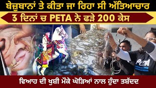 PETA Operation in Amritsar | ਵਿਆਹਾਂ ਚ ਹੁੰਦਾ ਸੀ ਘੋੜੀਆਂ ਨਾਲ ਤਸ਼ੱਦਦ | 3 ਦਿਨਾਂ ਚ ਫੜੇ 200 ਕੇਸ | Peta India