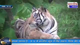 #पन्ना टाइगर रिजर्व में बढ़ती बाघों की संख्या के चलते सरकार ने लिया फैसला.. #bn #panna #mp #tiger
