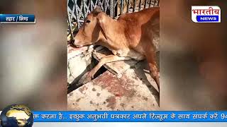 प्रशासनिक अधिकारियों का उदासीन रवैया लगातार हो रही गायों की मौत का कारण! #bn  #bhind #bhartiyanews