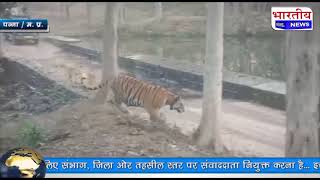 #पन्ना : जब बाघ फैमिली को पर्यटकों ने घेरा पर्यटको पर दहाड़ने लगी बाघिन। #bn #panna #mp #tiger