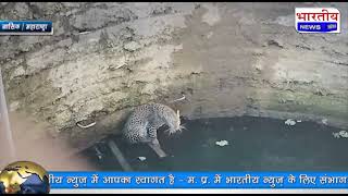 #नाशिक : कैसे बिल्ली का शिकार करते करते हुए तेंदुआ गिरा कुएं में देखे लाइव वीडियो.. #bn #live #video