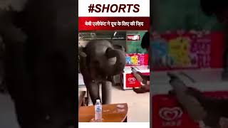 बेबी हाथी  ने दूध के लिए की  जिद   #viral #viralreels #elephant #animal #shorts
