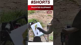 TALENTED ELEPHANT   #elephant #canvas #artist #entertainmentnews #viralvideo #viralshorts