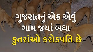 ગુજરાતનું એક એવું ગામ જયાં બધા કુતરાંઓ કરોડપતિ છે | Dog | Gujarat |