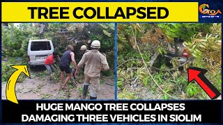 #TreeCollapsed Huge mango tree collapses damaging three vehicles in Siolim