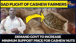 Sad plight of cashew farmers| Demand Govt to increase minimum support price for cashew nuts