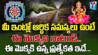 Vastu Shastra about Hibiscus Plant Benfits for Home | Health Benefits Of Hibiscus  | Top Telugu TV