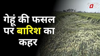 Punjab: हल्की बारिश, तेज हवा किसानों के लिए बनी मुसीबत | Kisan | Sangrur