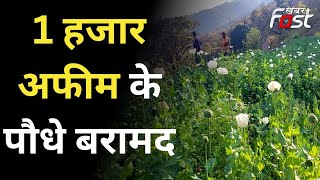 Haryana: पंचकूला में अफीम की खेती, सीएम फ्लाइंग की टीम ने मारा छापा