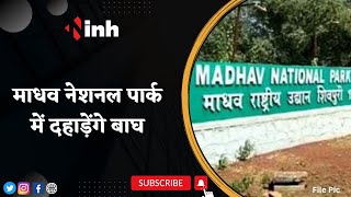 Madhav National Park में दहाड़ेंगे बाघ,10 मार्च को CM Shivraj Singh और मंत्री Scindia छोड़ेंगे Tiger