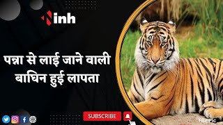 Panna से लाई जाने वाली बाघिन हुई लापता | Tiger Reserve में तीन बाघिन की गई थी चिन्हित