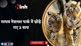 Madhav National Park में छोड़े गए 2 बाघ | CM Shivraj और Jyotiraditya Scindia ने किया रिलीज