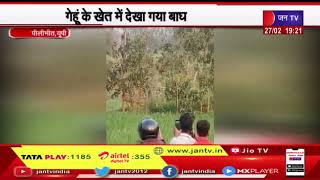 Pilibhit Up News | गेहूं के खेत में देखा गया बाघ, वन विभाग की टीमें बाघों की निगरीनी में जुटी