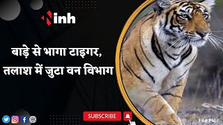 Tiger in Shivpuri: Balarpur के बाड़े से भागा टाइगर, तलाश में जुटा वन विभाग | CM Shivraj Singh Chouhan