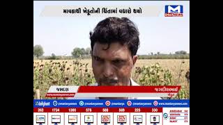 જસદણ : માવઠાથી ખેડૂતો ની ચિંતામાં વધારો, કમોસમી વરસાદથી પાકને નુકસાન| MantavyaNews