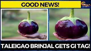 #GoodNews! Taleigao brinjal gets GI tag!