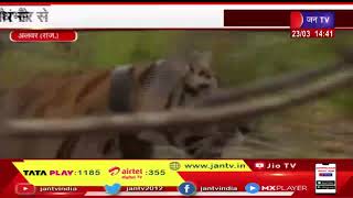 Alwar -  Raj | एसटी 30 को छोड़ा भगानी जंगल में,कुछ दिन पहले लाया गया था रणथंभौर से | JAN TV