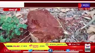 Sonbhadra UP News | सतगढिया और अंधरी मोड़ के जंगल से काटे पेड, पर्यावरण कार्यकर्ताओं में रोष व्याप्त