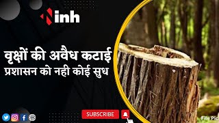 Illegal Felling of Tree : Kali Pathar में वृक्षों की अवैध कटाई, प्रशासन को नही कोई सुध | Latest News