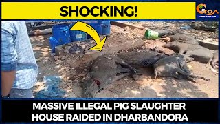 #Shocking! Massive illegal pig slaughter house raided in Dharbandora