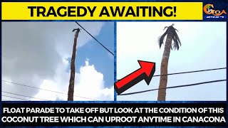 Float parade to take off but look at the condition of this coconut tree which can uproot anytime