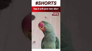 Talkative Parrot | #viralreels #viralpost #singing #birds #talkingparrot  #trendingshorts #trending