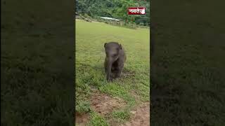 Baby Elephant का मस्ती भरा Viral video | Baby Elephant | Viral video | Viral Reel |