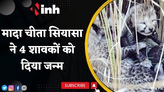 Good News in Kuno National Park | मादा चीता सियासा ने 4 शावकों को दिया जन्म