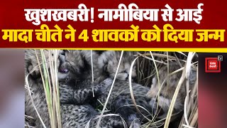 Good News from Kuno National Park, Cheetah gives birth to 4 new cubs