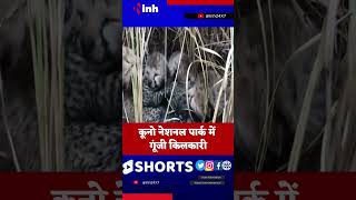 #shorts Cheetah gives birth to 4 new cubs | Kuno National Park | Youtube Shorts | Viral Video