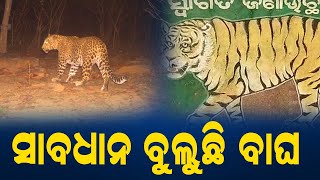 କ୍ୟାମେରା ରେ କଏଦ୍ ହେଲା ବାଘ | Tiger Caught In Camera At Nuapda | PPL Odia
